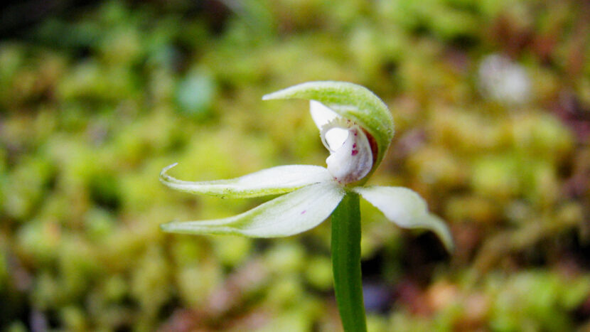 ガイドが見つけた小さなランの花