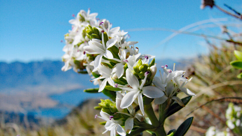 夏には高山植物の花が見られます