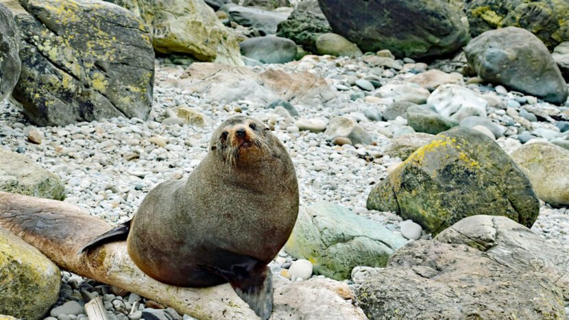 NZの野生動物を見るオプションもございます