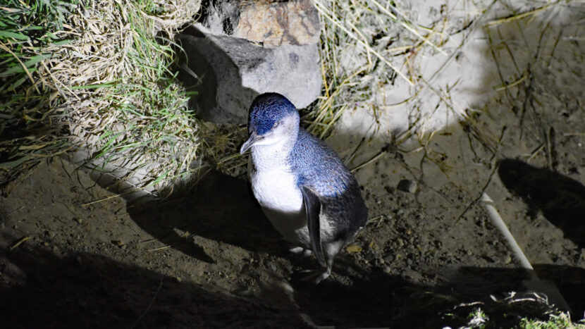 オプション：ペンギン観察ツアー