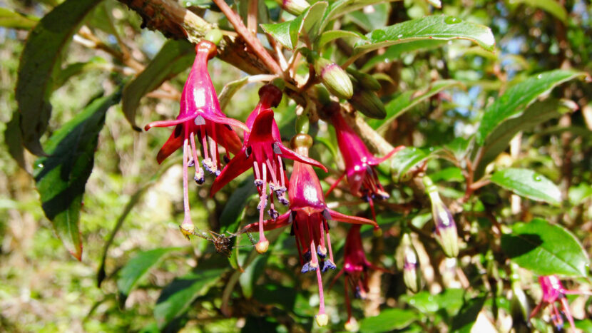 NZ原生の花々を見られます