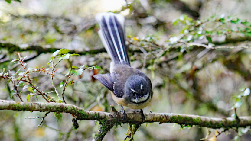 野鳥たちがさえずるブナの森