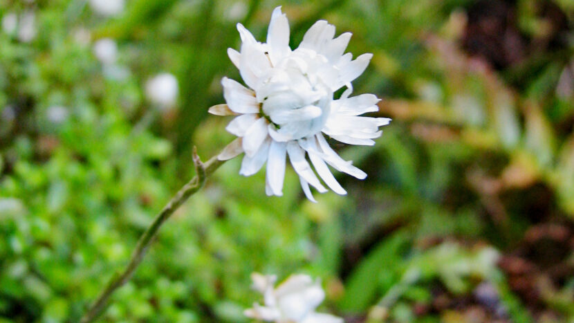 登山道の脇にも小さな花が！