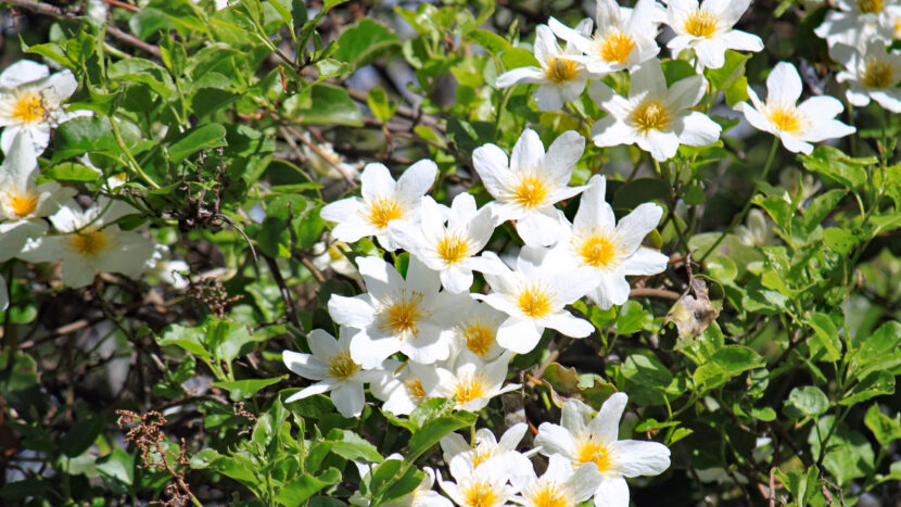 早春は花が最も多い季節