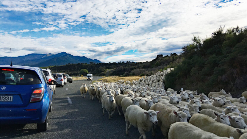 途中、羊の渋滞に遭遇することも！
