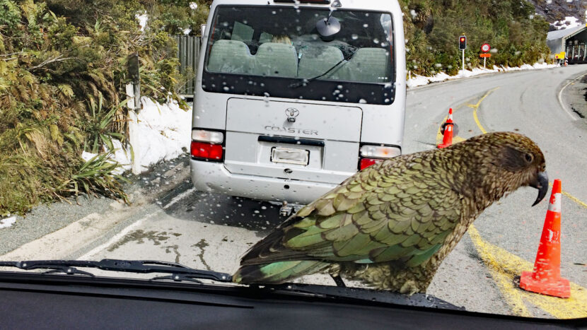 賢いオウムが車に舞い降りてくることも！