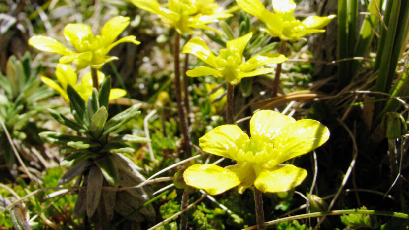 春はキンポウゲ科の花が見頃