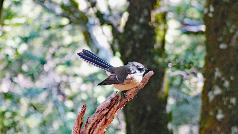 ガイドと一緒に野鳥観察